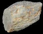Fossil Lycopod Tree Root (Stigmaria) - Oklahoma #53334-2